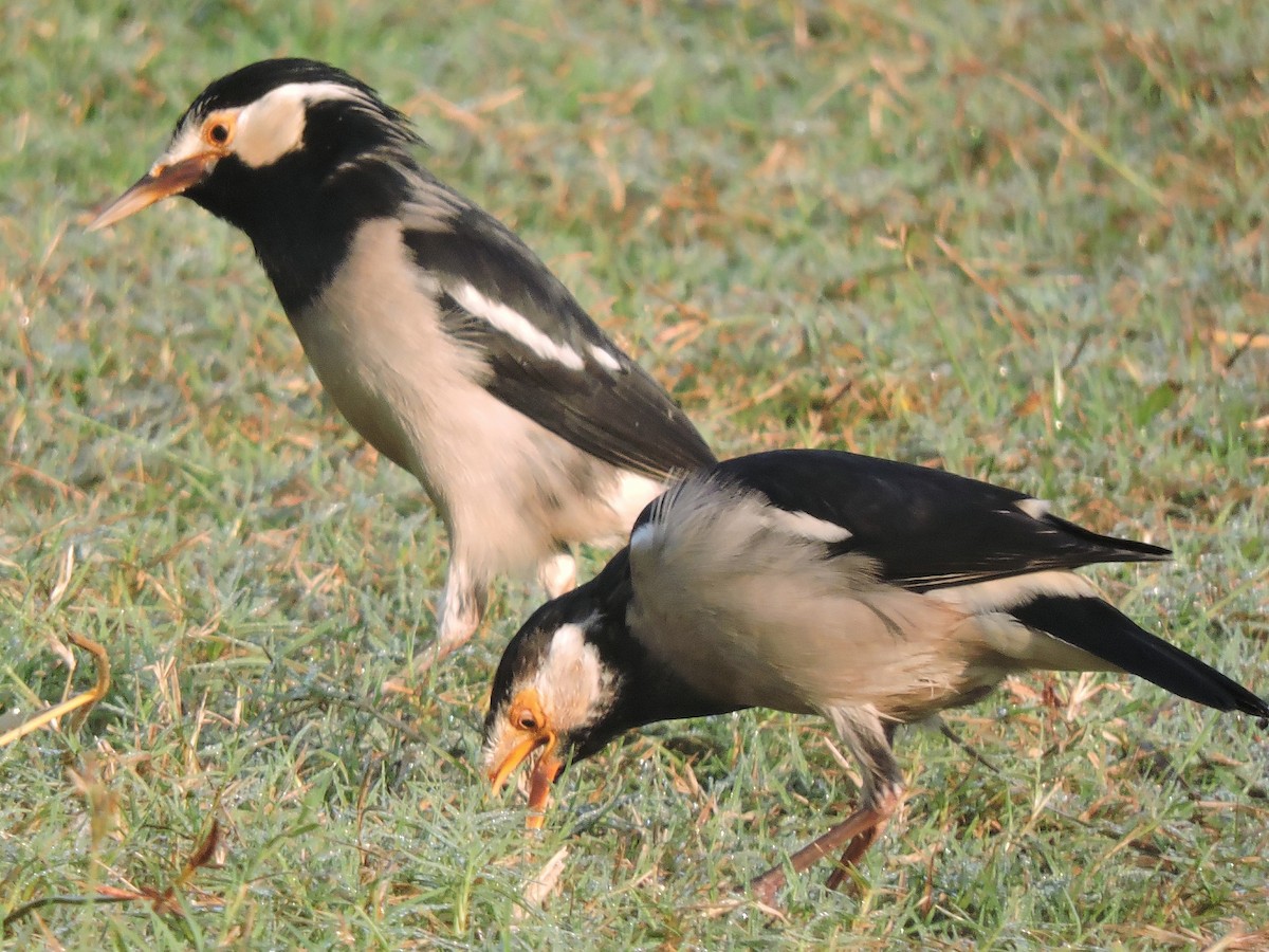 Indian Pied Starling - ML498931571