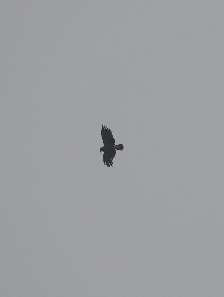 Indian Spotted Eagle - Stray Feather