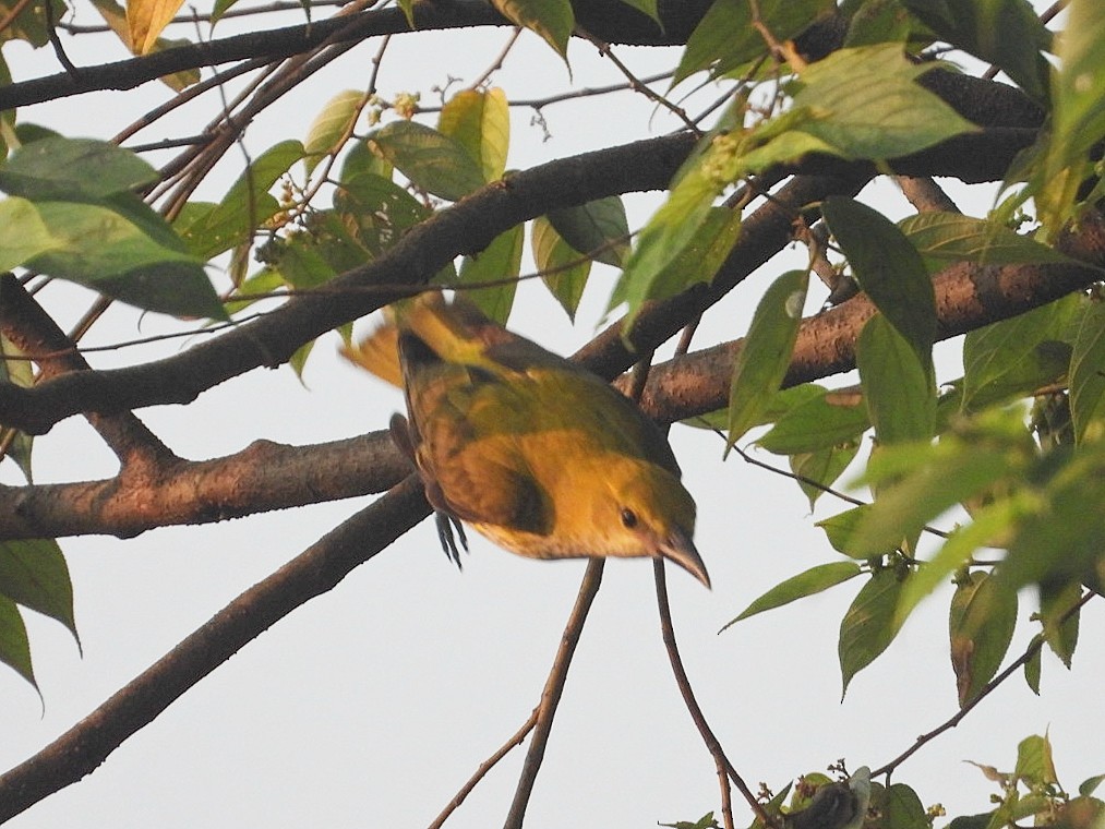 Indian Golden Oriole - ML498945131