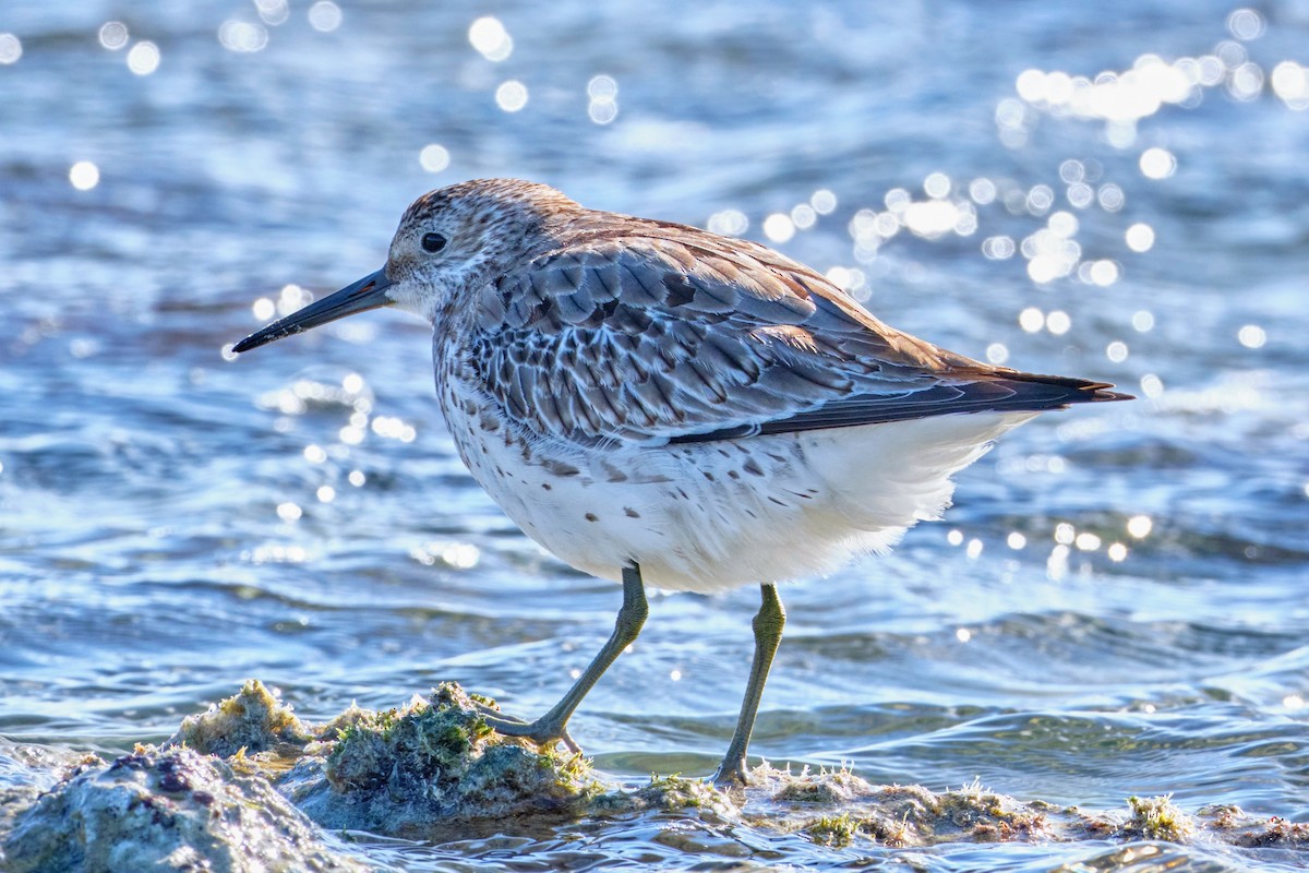Great Knot - ML498949451