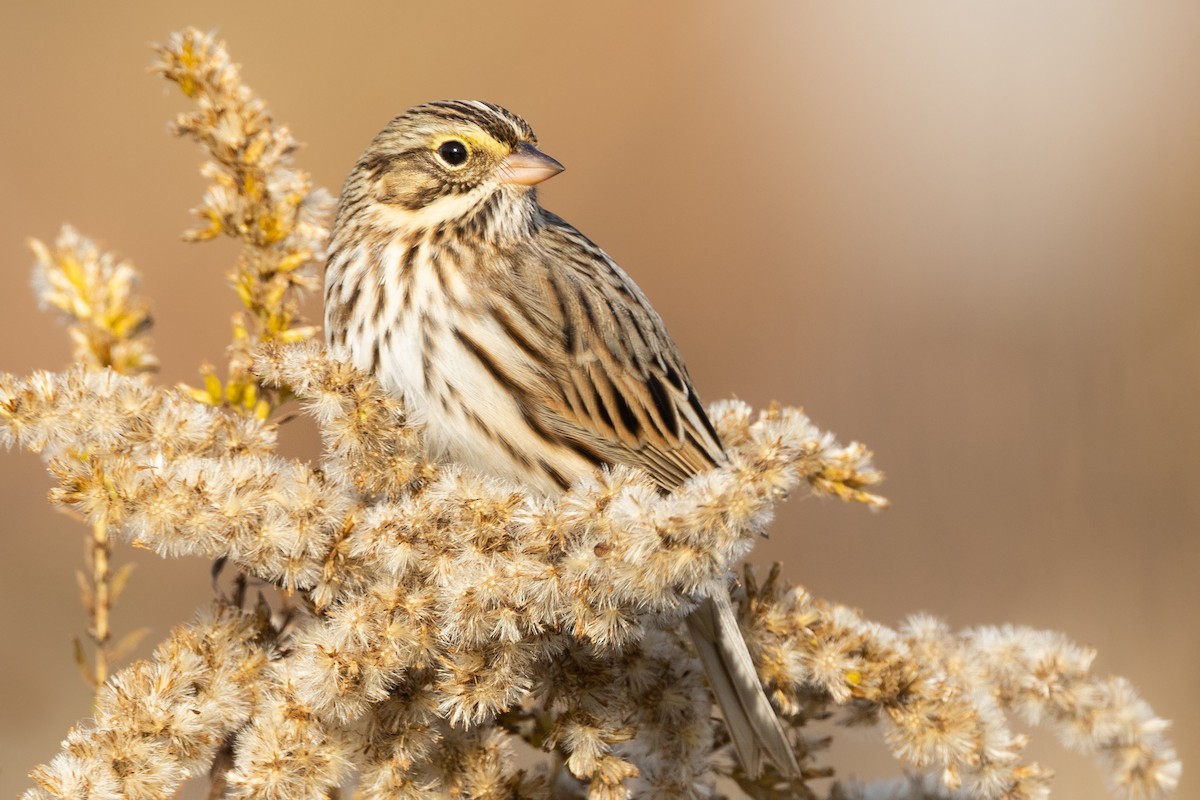 Savannah Sparrow - ML498953021