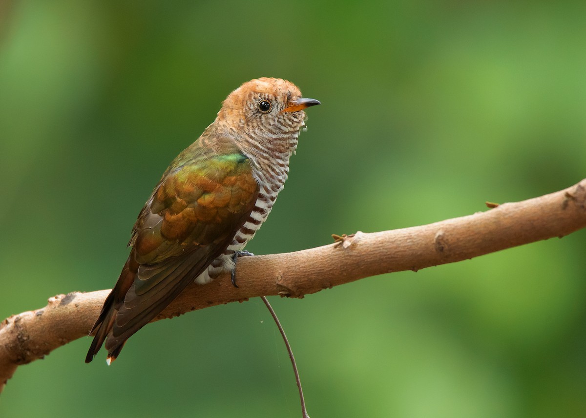 Asian Emerald Cuckoo - ML498954071