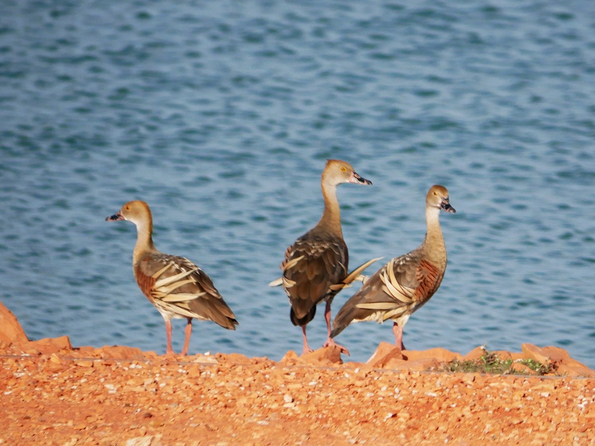 Plumed Whistling-Duck - Shelley Altman