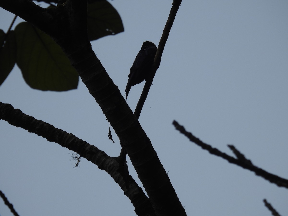 Lesser Racket-tailed Drongo - ML498954831