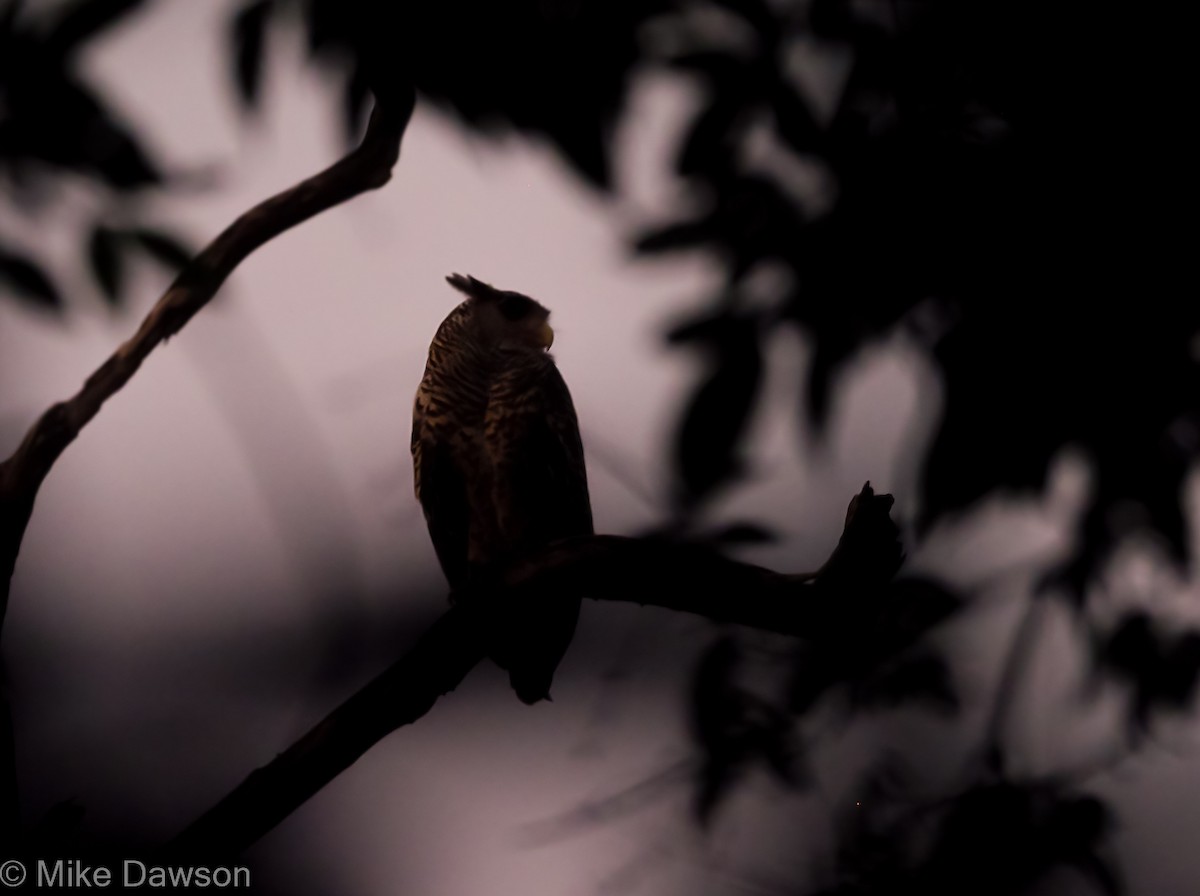 Spot-bellied Eagle-Owl - Mike Dawson