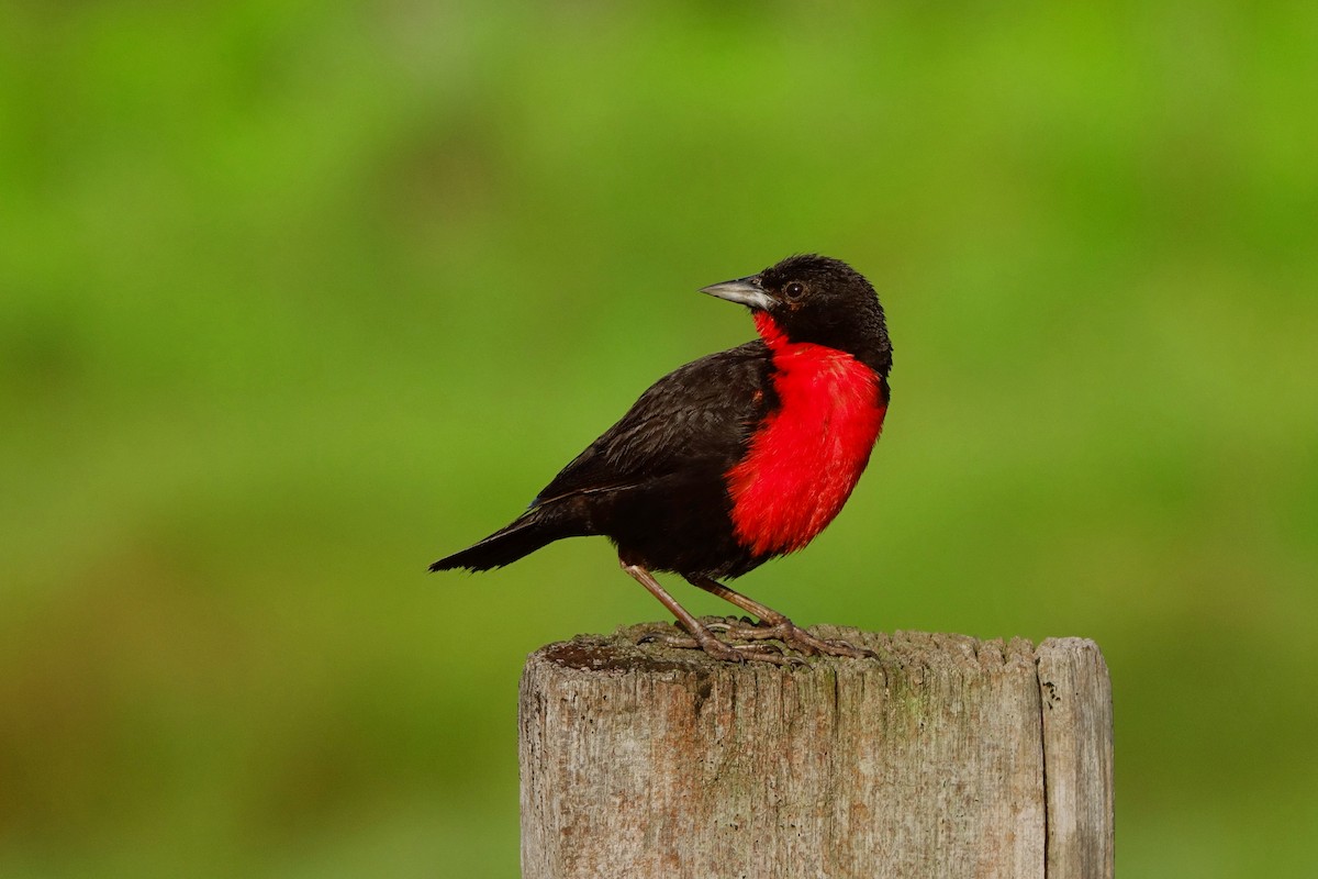 Red-breasted Meadowlark - ML498963941