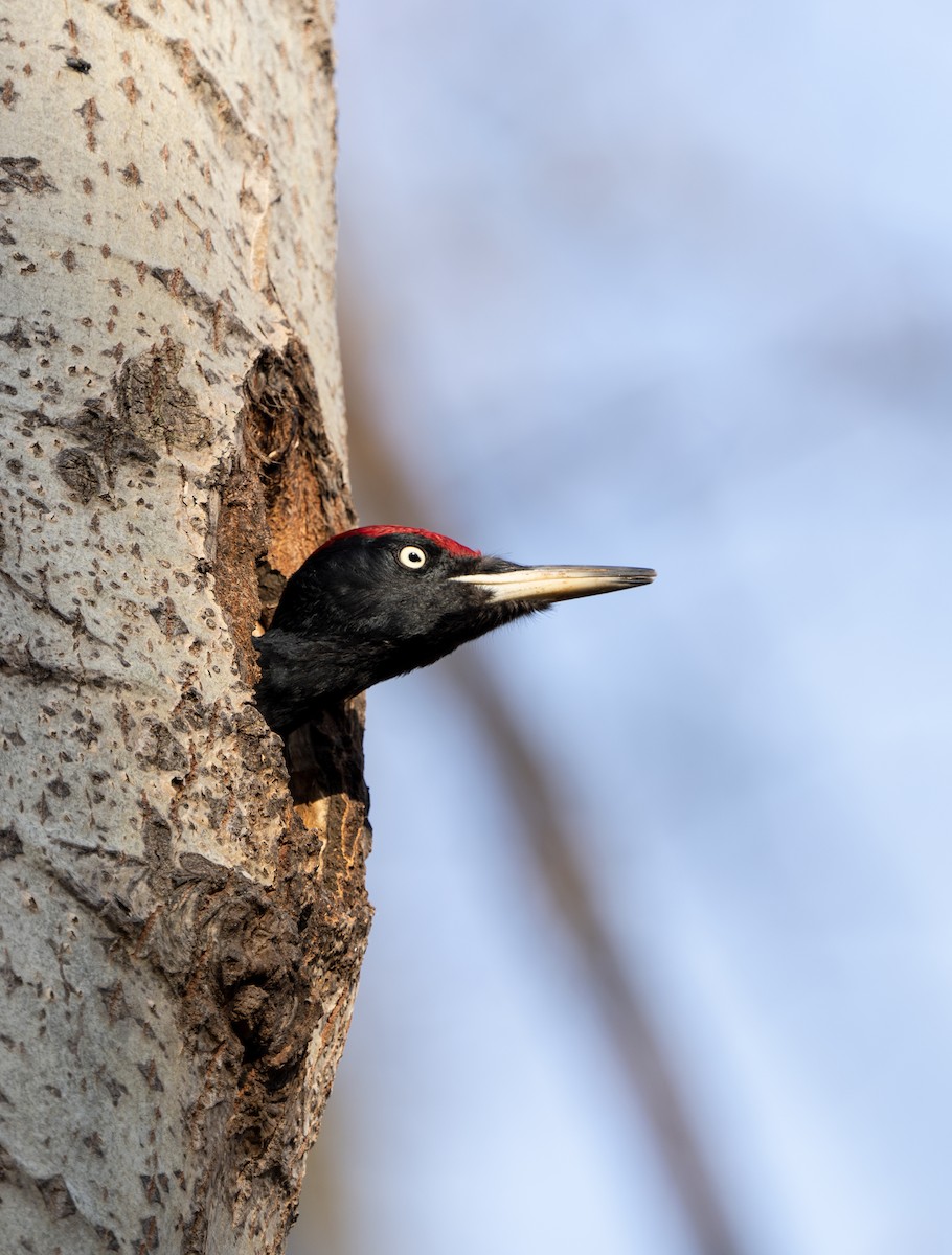 Black Woodpecker - ML498964001