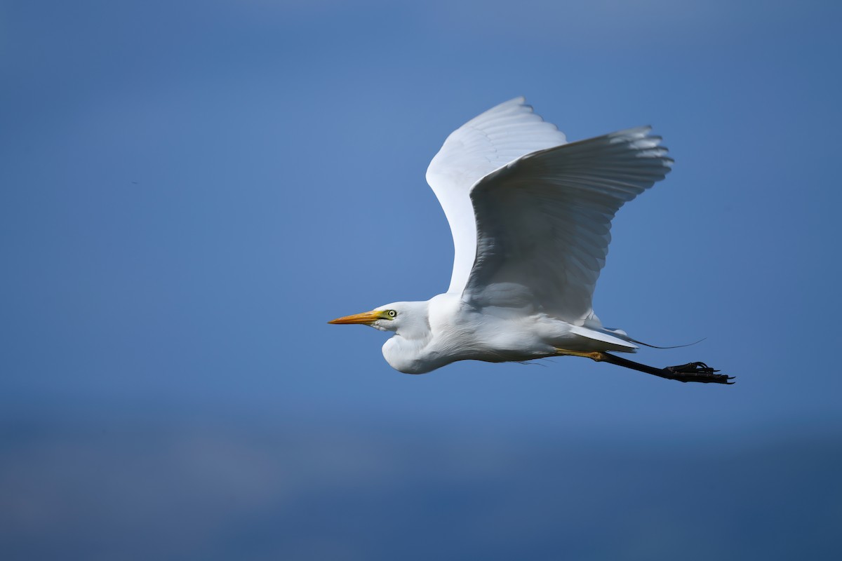 Yellow-billed Egret - Regard Van Dyk