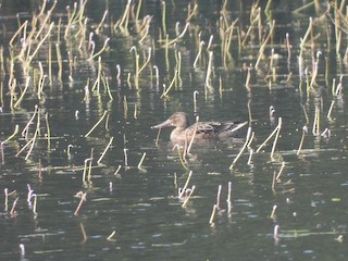 Northern Shoveler, ML498971471