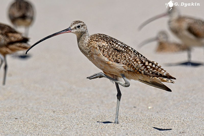 Long-billed Curlew - ML498973441