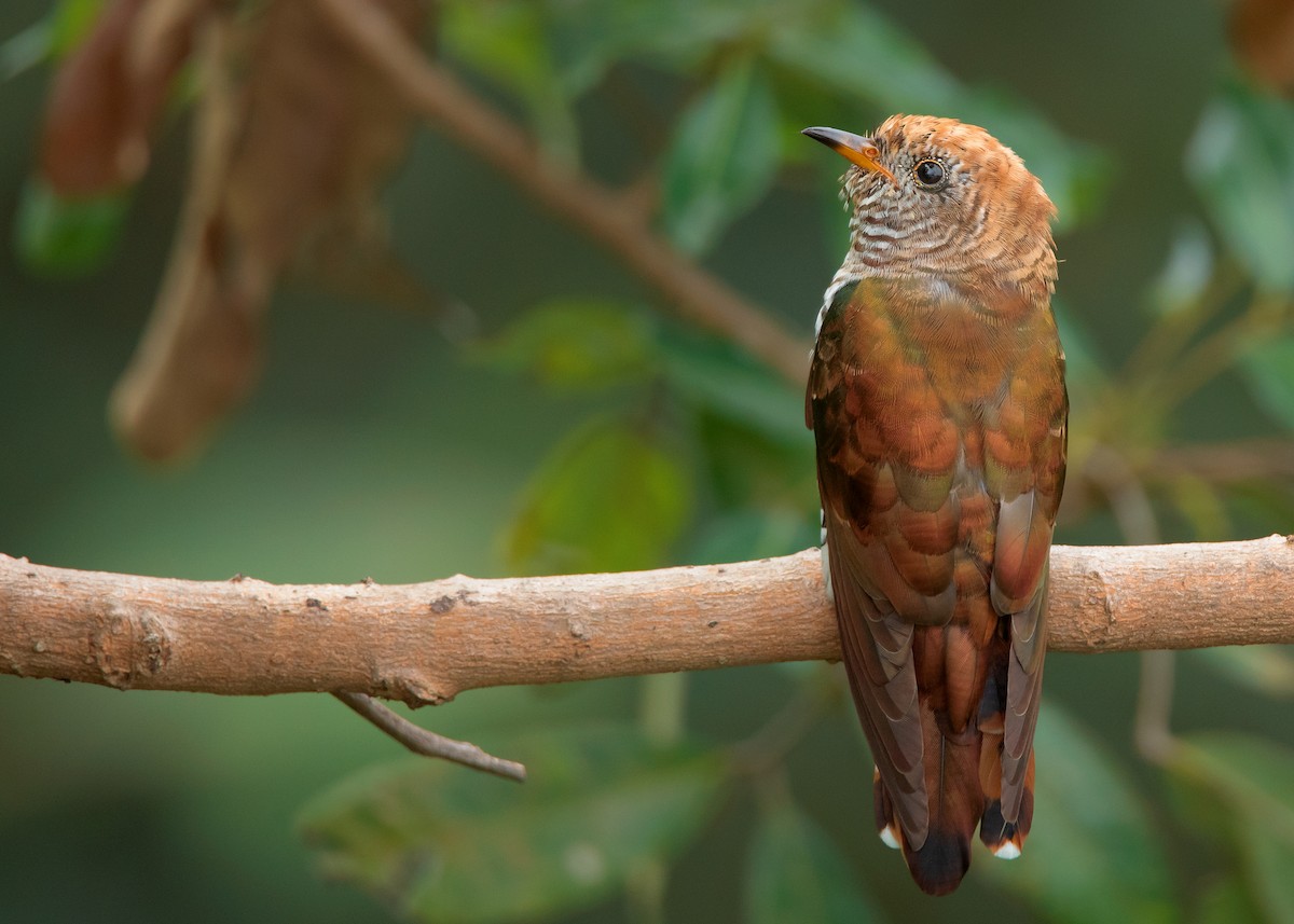 Asian Emerald Cuckoo - Ayuwat Jearwattanakanok