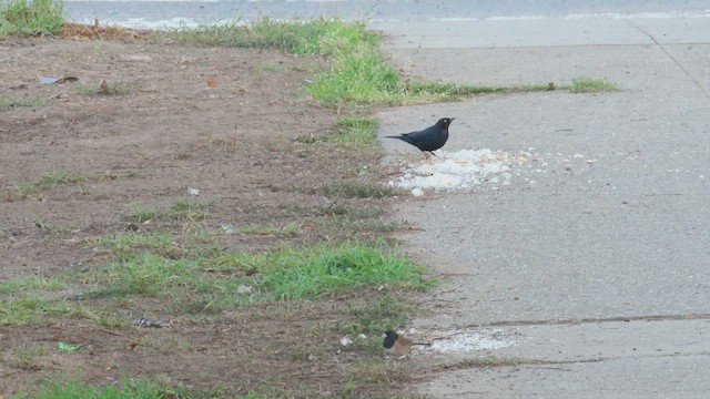 Tricolored Blackbird - ML498985451
