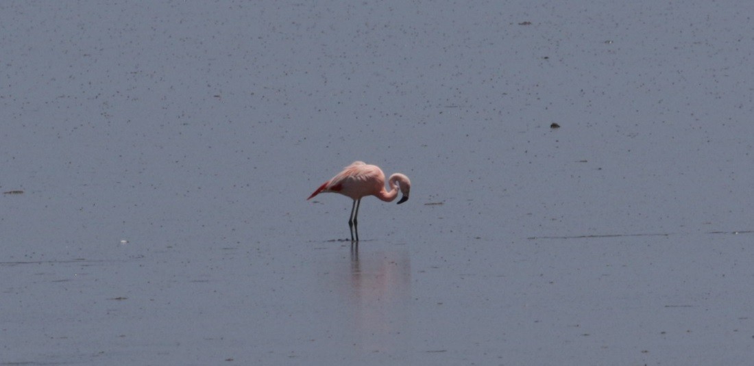 Şili Flamingosu - ML498993571
