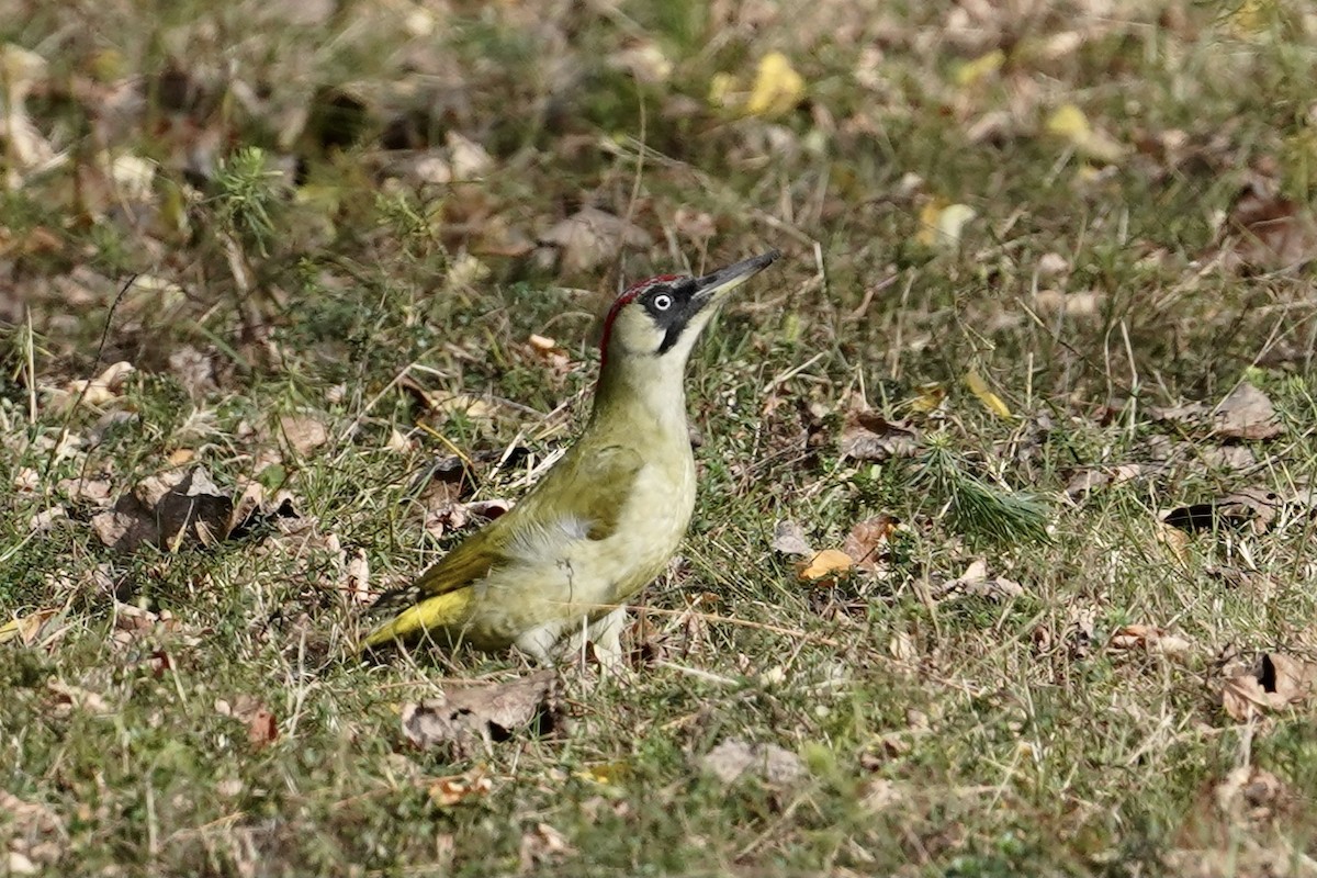 Eurasian Green Woodpecker (Eurasian) - ML498994661