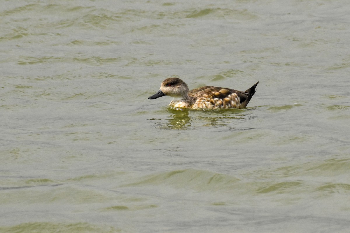 Crested Duck - ML498995631