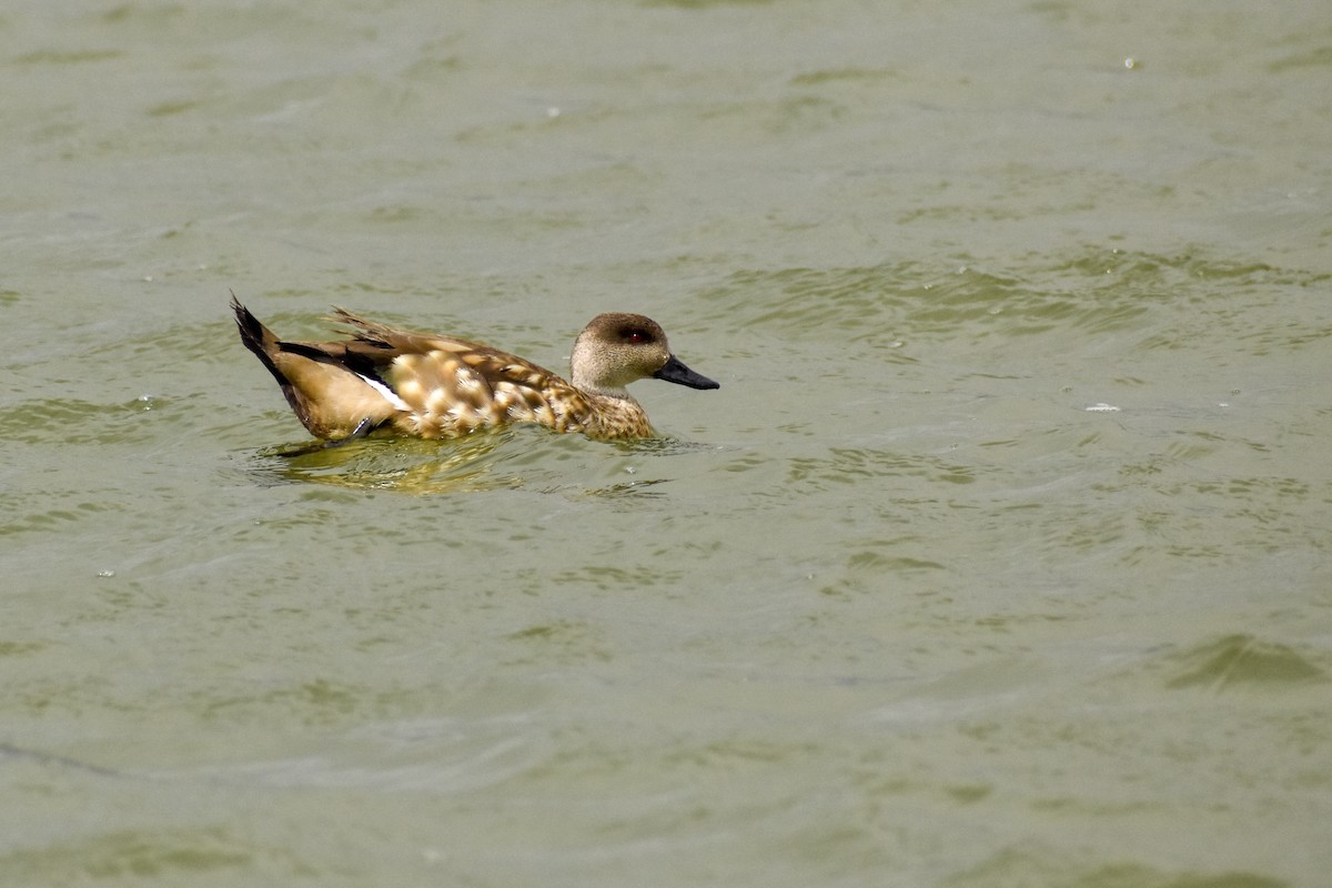 Crested Duck - ML498995641