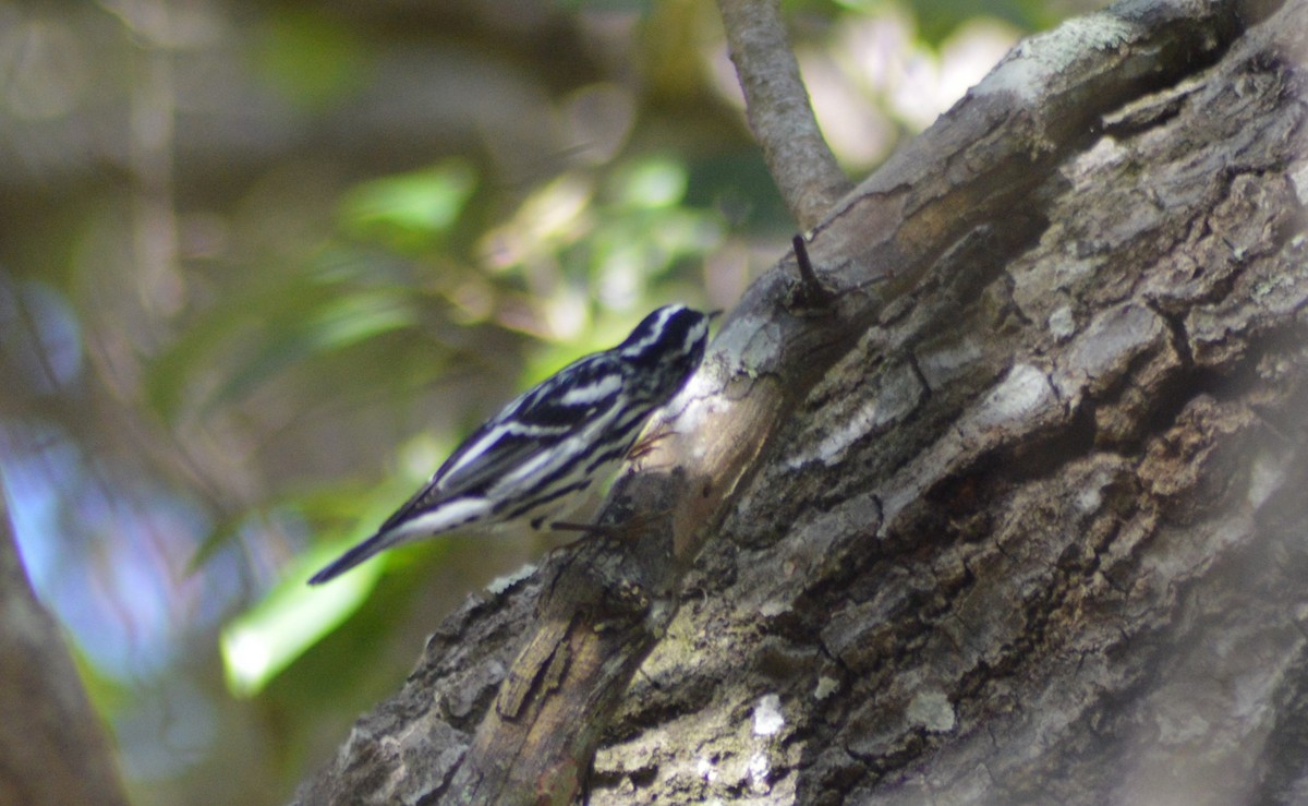 Black-and-white Warbler - ML49899851