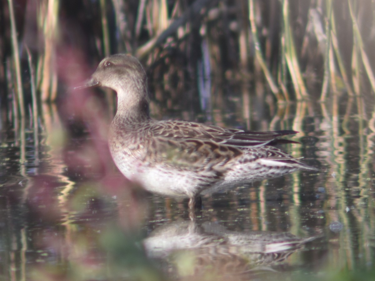 Green-winged Teal - ML499003481