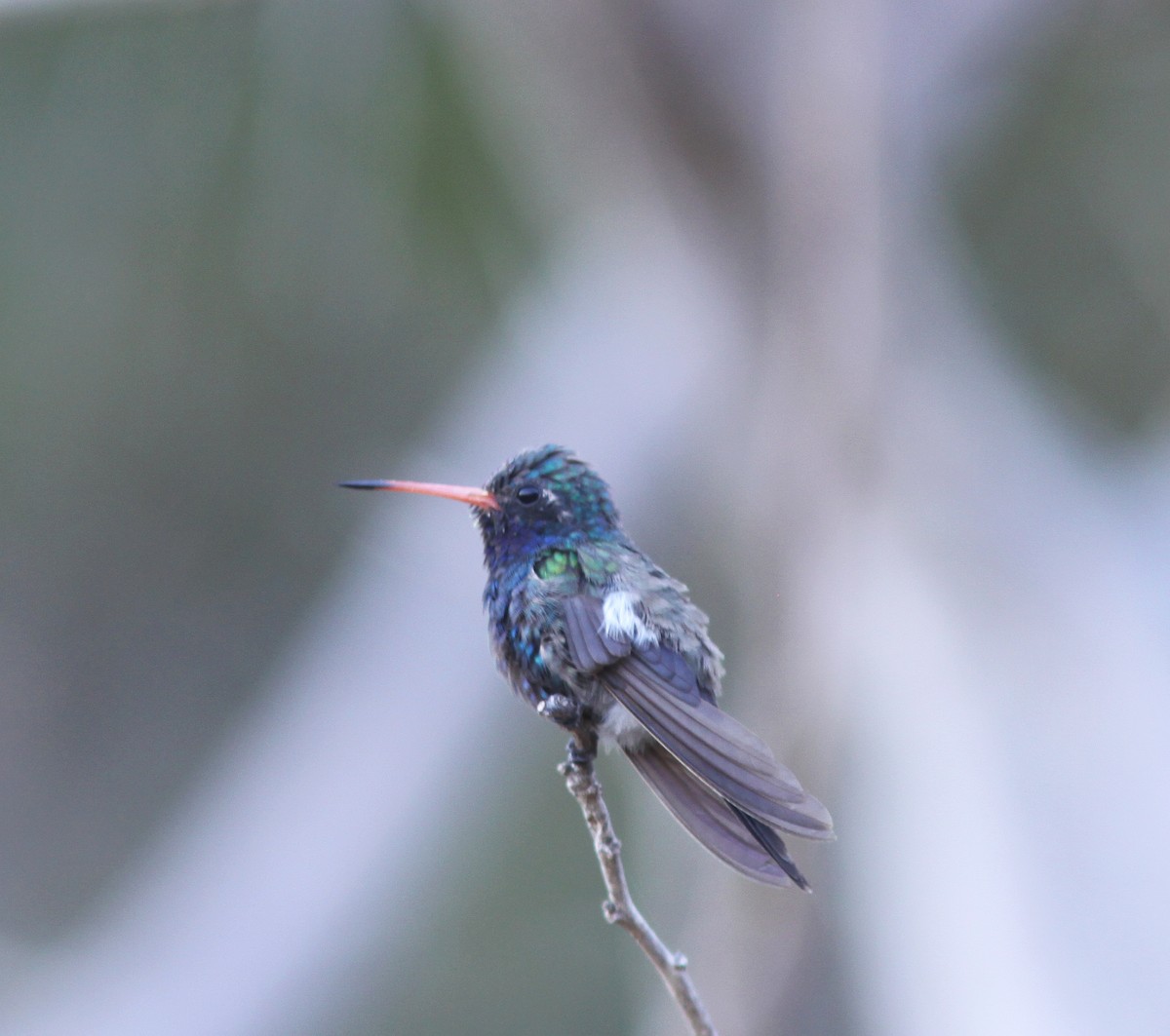 Turquoise-crowned Hummingbird - ML499004371