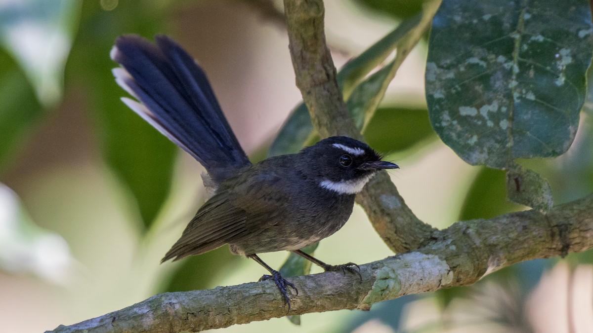 White-throated Fantail - ML499006901