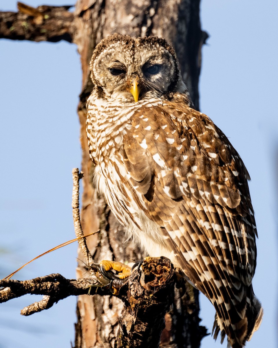 Barred Owl - William Blodgett Jr.