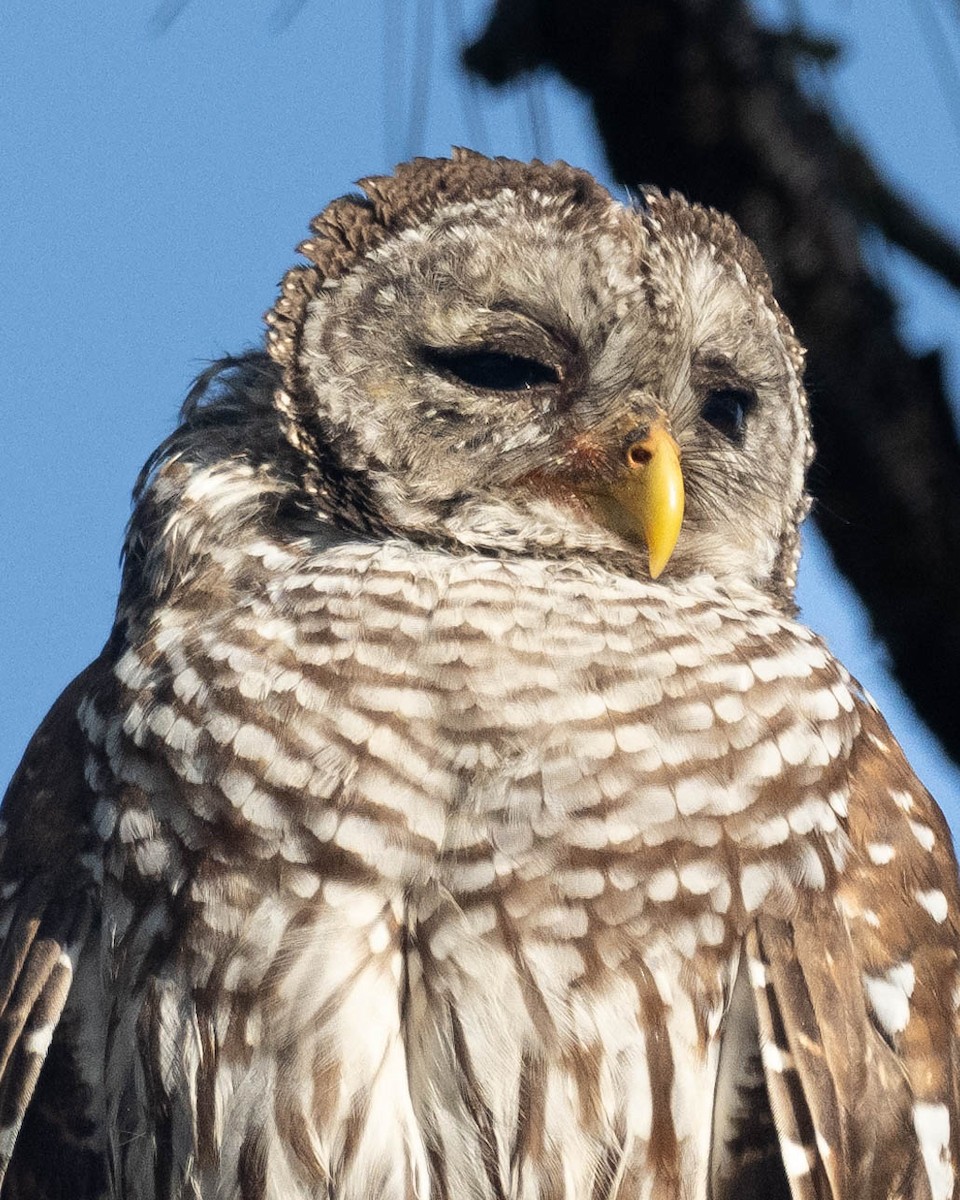 Barred Owl - William Blodgett Jr.