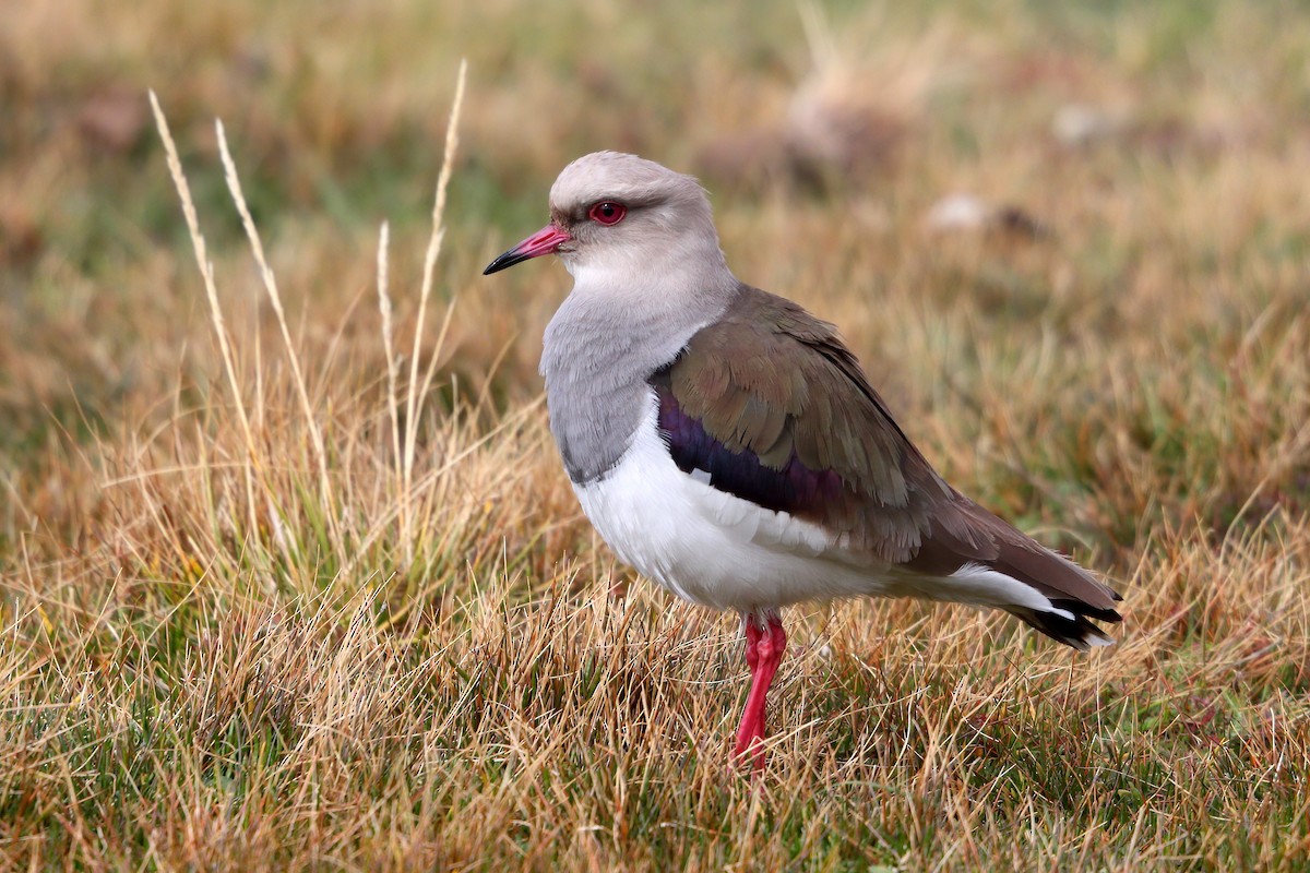 Andean Lapwing - ML499030311