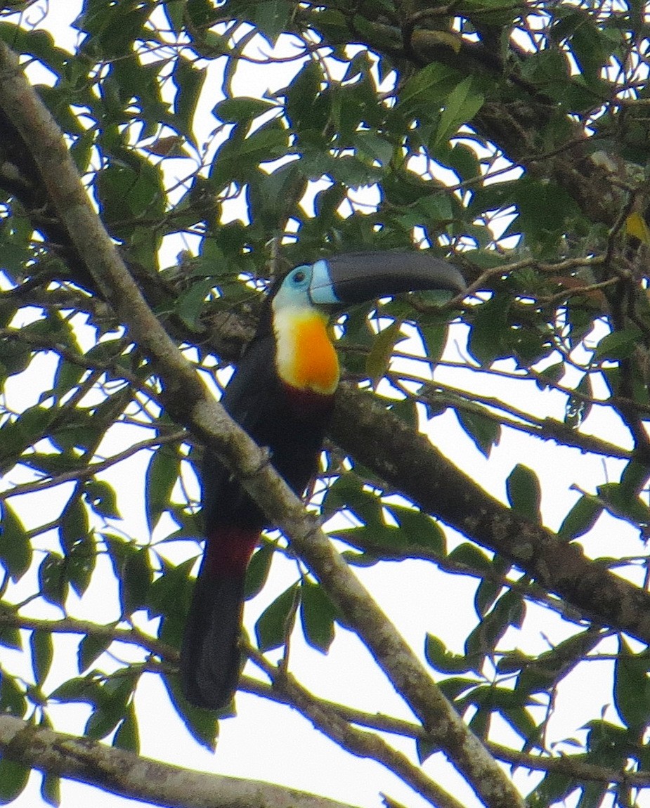 Channel-billed Toucan - Pam Campbell