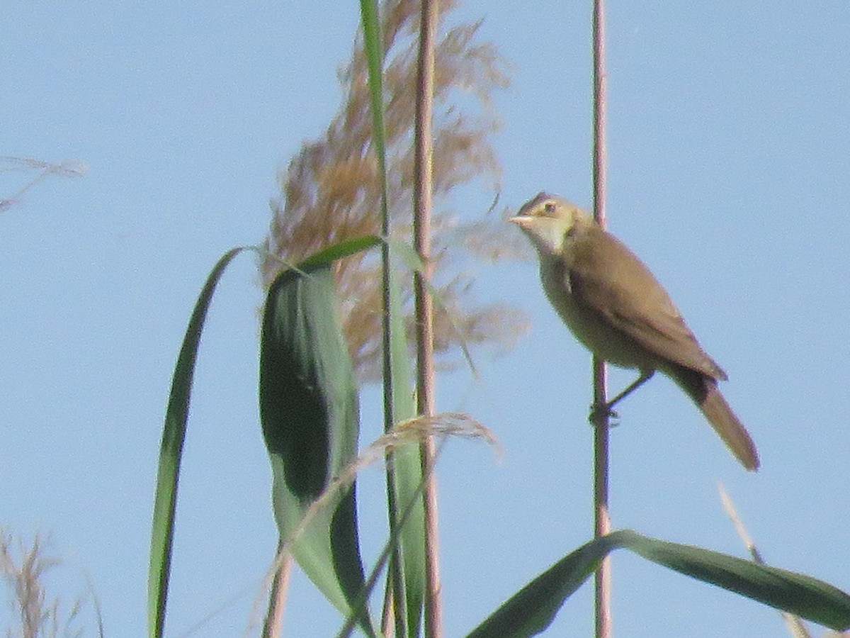 Common Reed Warbler - ML49904161