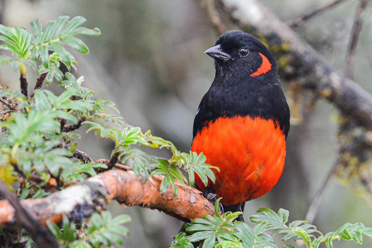 Scarlet-bellied Mountain Tanager - ML499049591