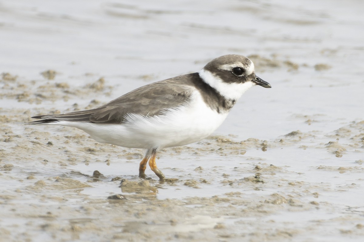 Common Ringed Plover - ML499051861