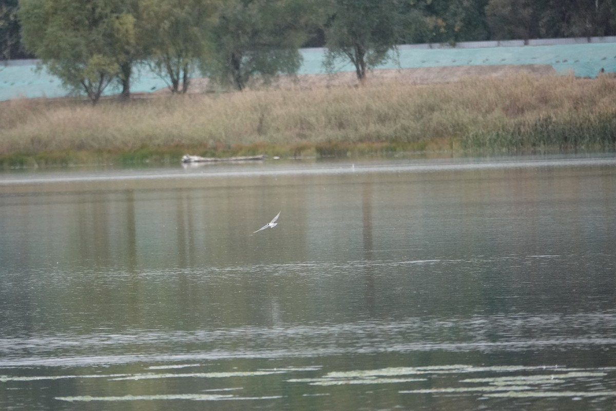 White-winged Tern - ML499052241