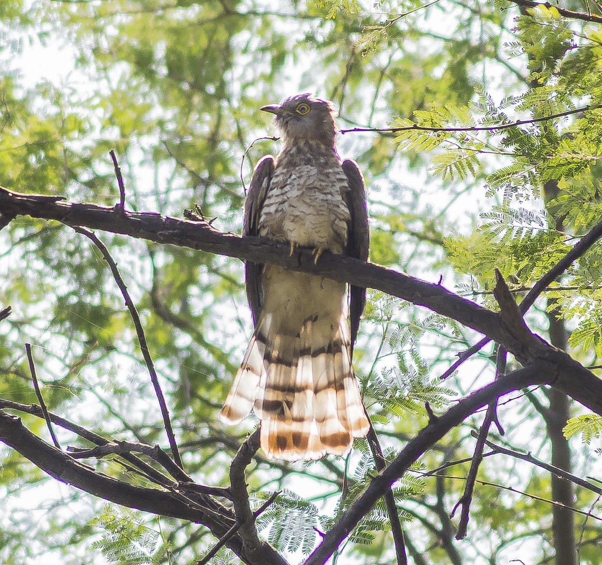 Common Hawk-Cuckoo - Ayush Rajotia