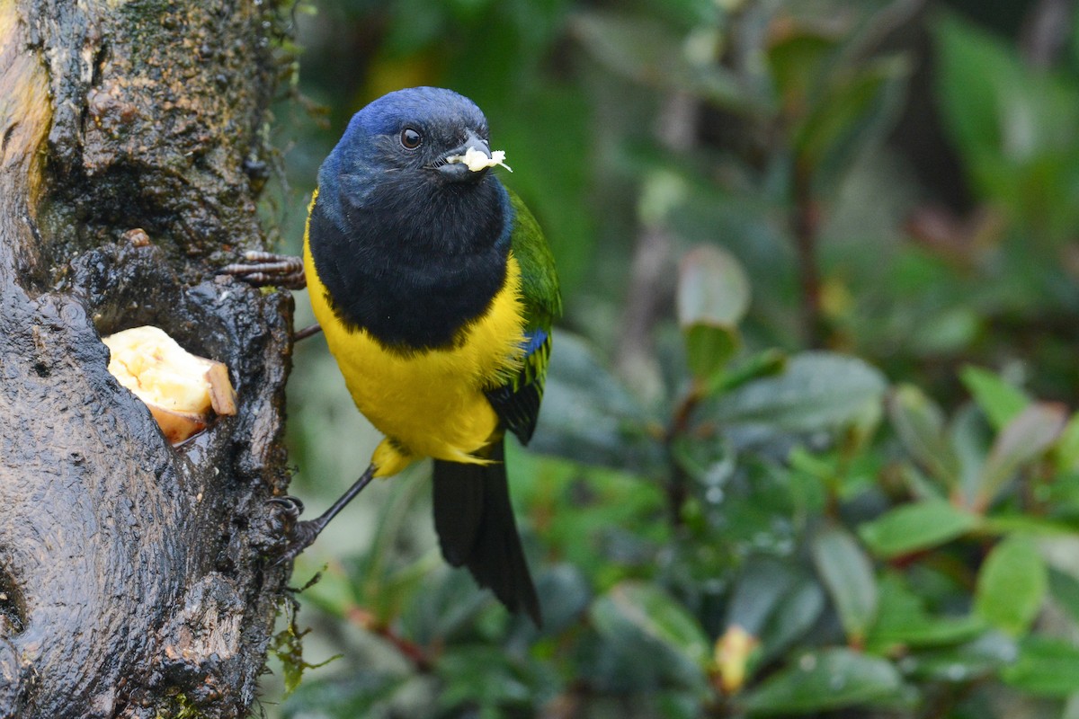 Black-chested Mountain Tanager - ML499053731