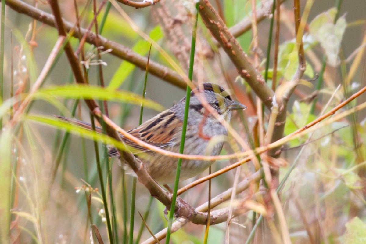 Swamp Sparrow - ML499055571