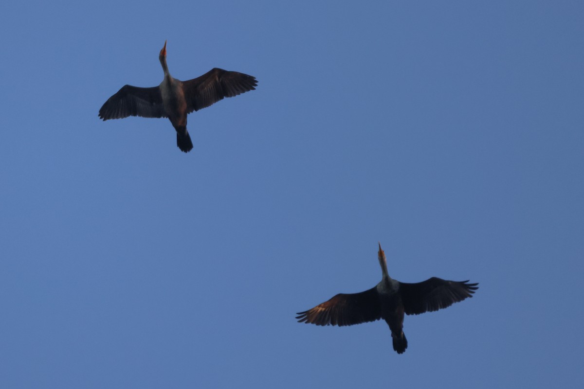 Double-crested Cormorant - ML499056151