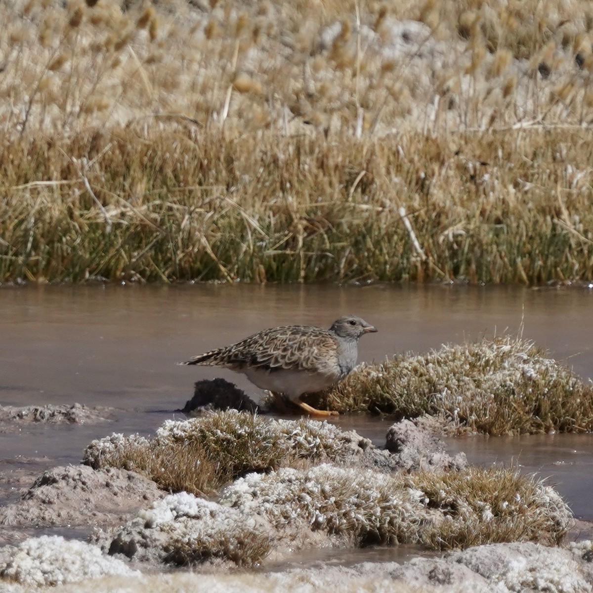 Gray-breasted Seedsnipe - ML499056781