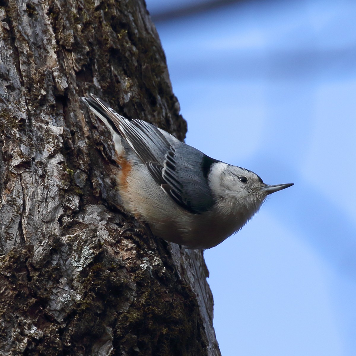 White-breasted Nuthatch - Dan Vickers
