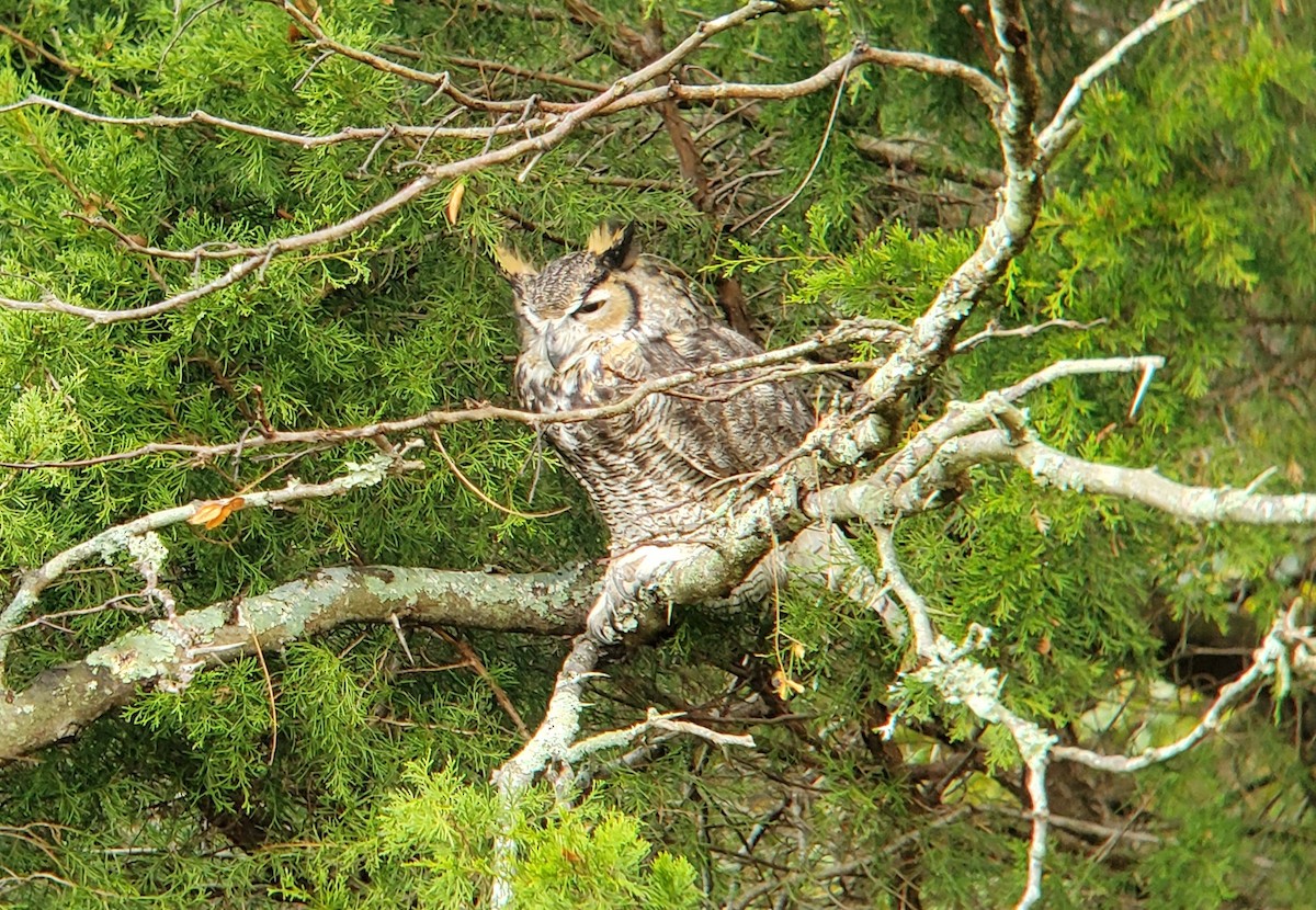 Great Horned Owl - Kevin Bennett