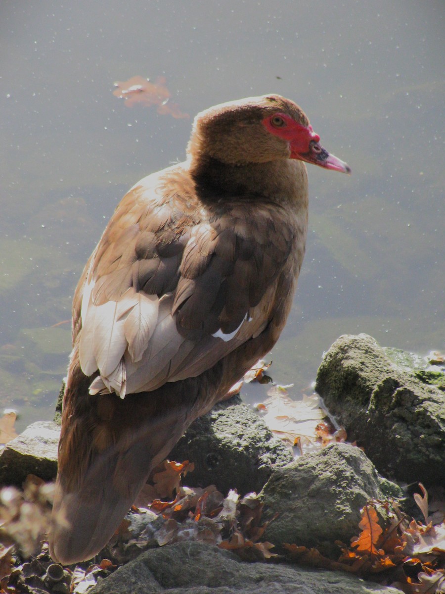 Muscovy Duck (Domestic type) - ML499059301