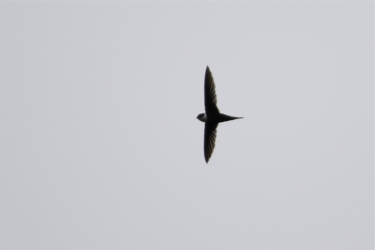 Lesser Swallow-tailed Swift - Mathieu Franzkeit