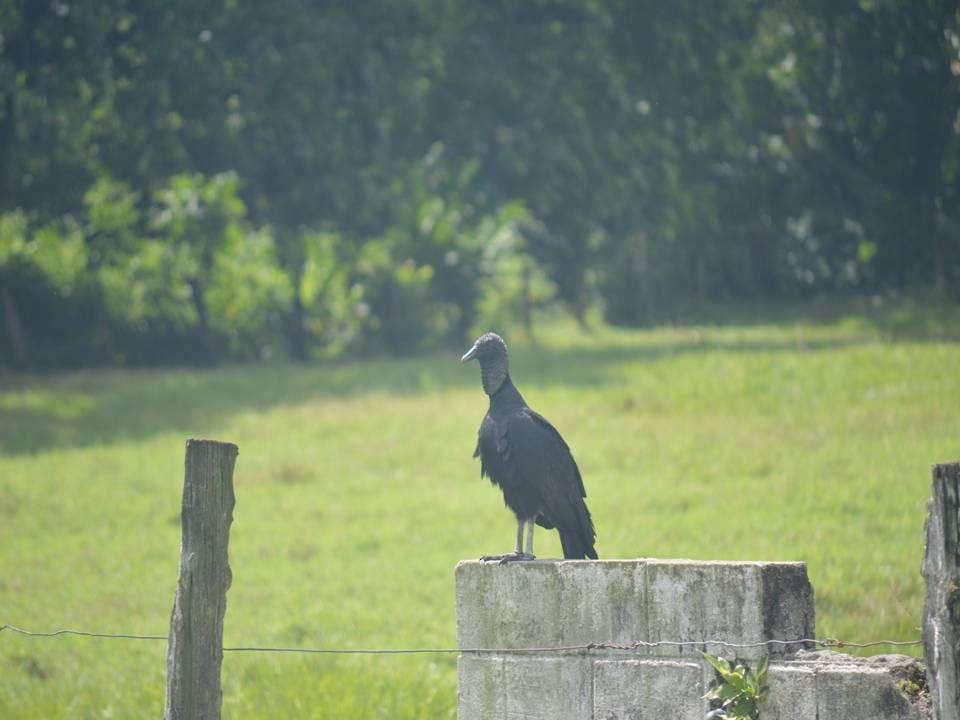 Black Vulture - ML499064471