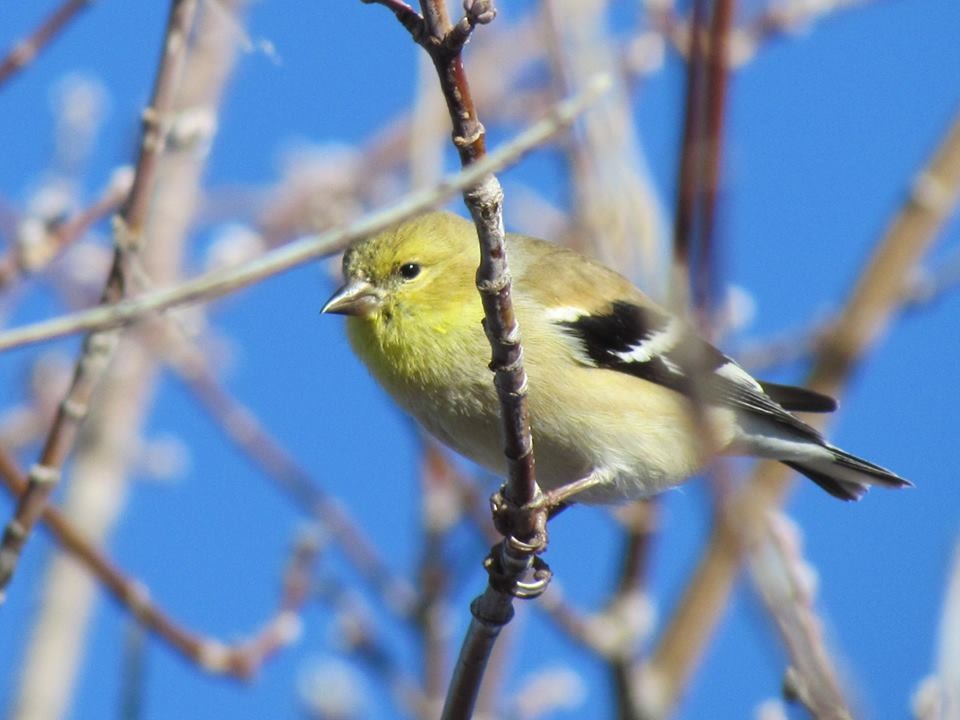American Goldfinch - Chief Plenty Coups State Park
