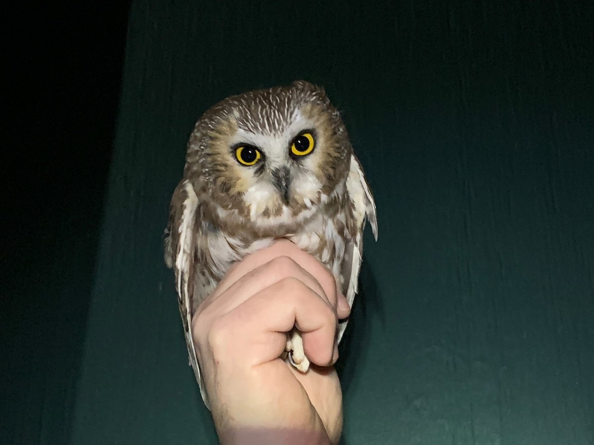 Northern Saw-whet Owl - ML499074431
