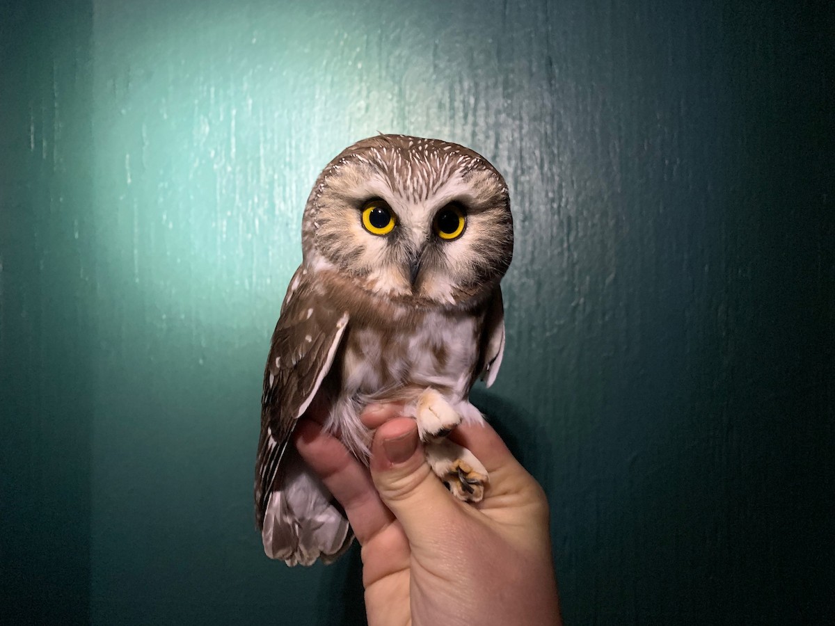 Northern Saw-whet Owl - ML499074481