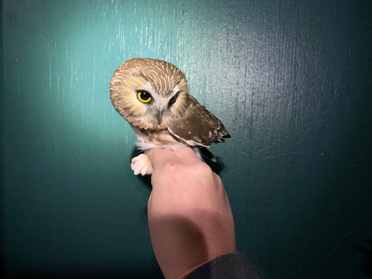 Northern Saw-whet Owl - Indiana Audubon Historical