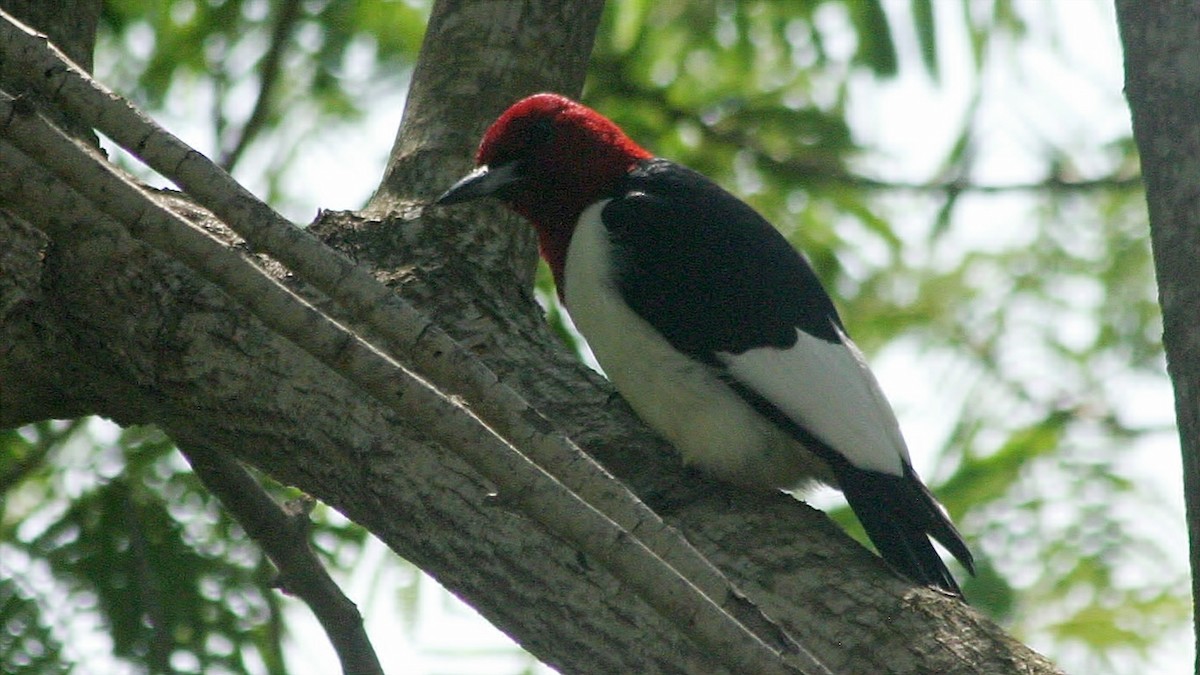 Red-headed Woodpecker - ML49907581