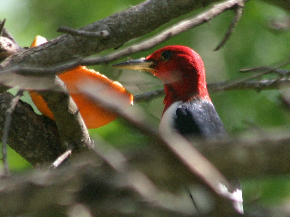 Red-headed Woodpecker - ML49907591