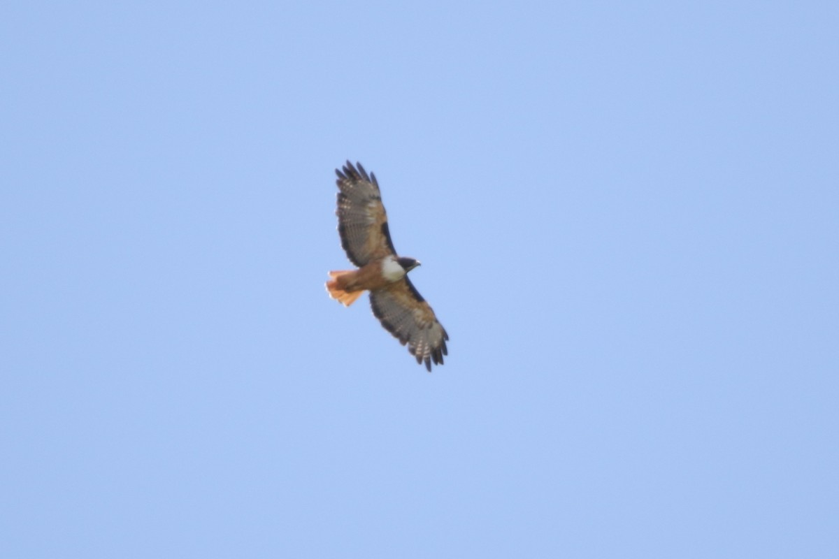 Red-tailed Hawk (costaricensis) - ML499075941