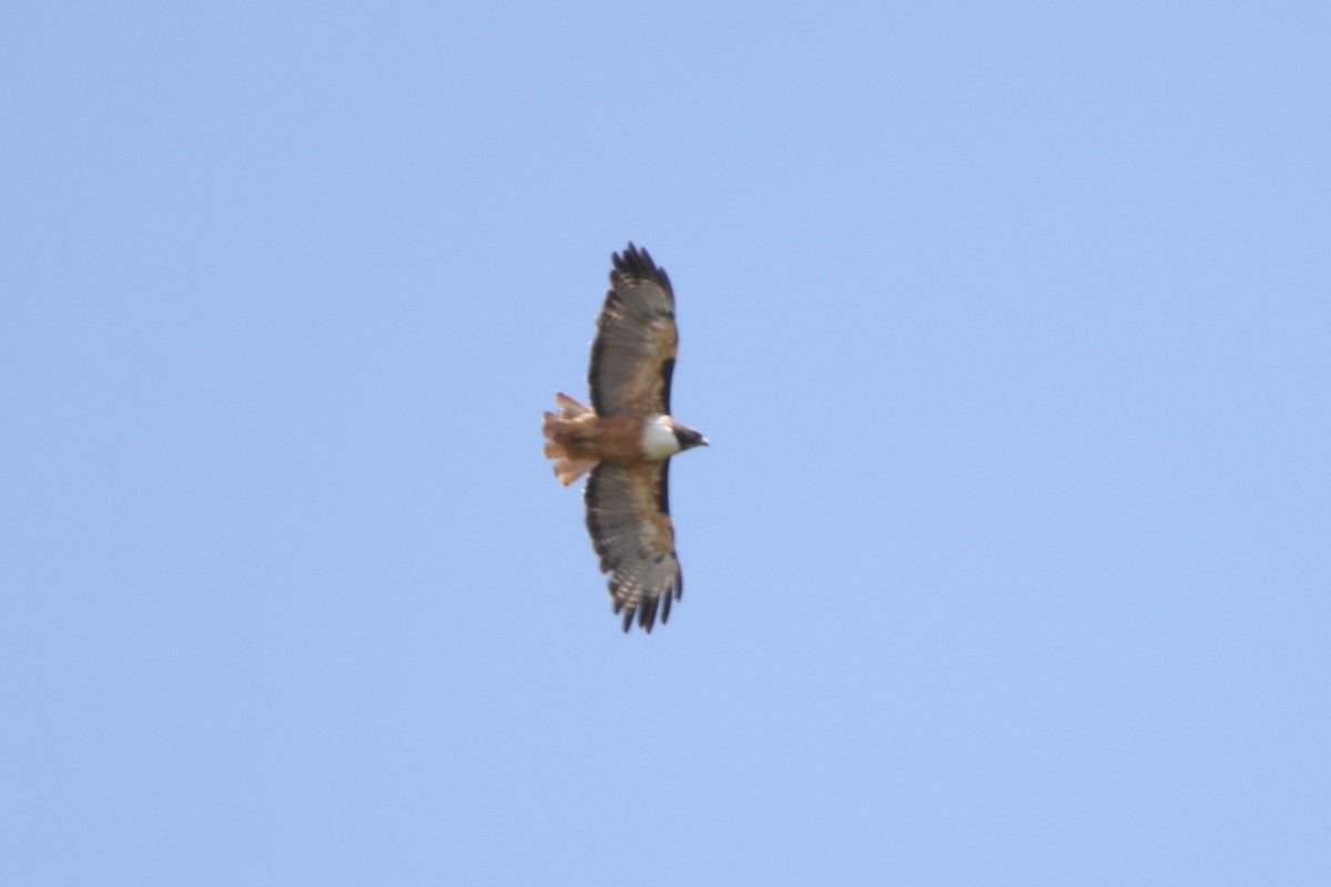 Red-tailed Hawk (costaricensis) - ML499075951